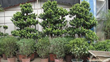 上海思羽園林綠化 專(zhuān)業(yè)花卉租賃，為寫(xiě)字樓與生活空間注入自然生機(jī)