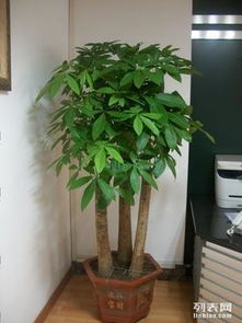 上海辦公室綠植租擺與花卉租賃服務(wù) 專(zhuān)業(yè)園林綠化，價(jià)格實(shí)惠，助力商務(wù)環(huán)境升級(jí)