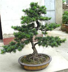 專(zhuān)業(yè)綠意，悅享空間 深圳電視臺(tái)攜手指定園藝公司打造高品質(zhì)室內(nèi)植物租擺與養(yǎng)護(hù)服務(wù)